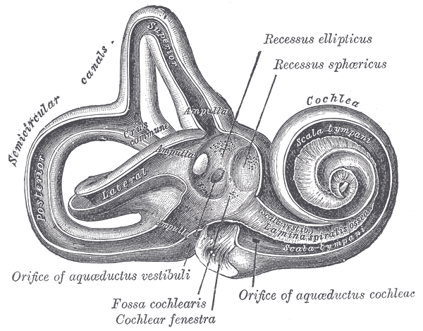 organos-corporales-anatomia-para-artistas-015.gif