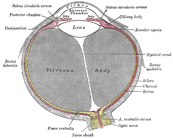 organos-corporales-anatomia-para-artistas-016.gif