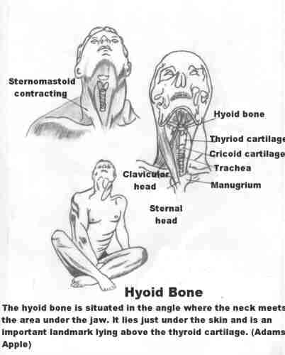 organos-corporales-anatomia-para-artistas-017.jpg