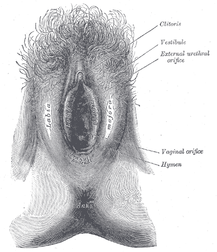 organos-corporales-anatomia-para-artistas-018.gif
