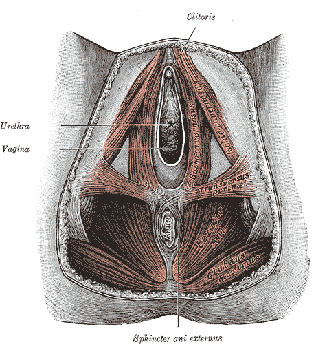 organos-corporales-anatomia-para-artistas-019.gif