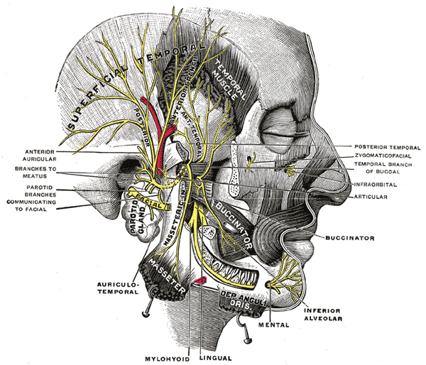 organos-corporales-anatomia-para-artistas-020.gif