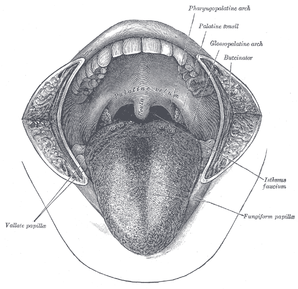 organos-corporales-anatomia-para-artistas-021.gif