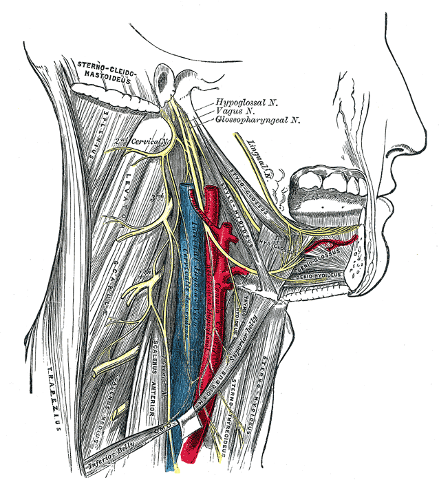 organos-corporales-anatomia-para-artistas-022.gif