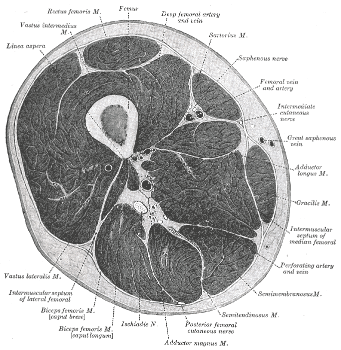 organos-corporales-anatomia-para-artistas-023.gif
