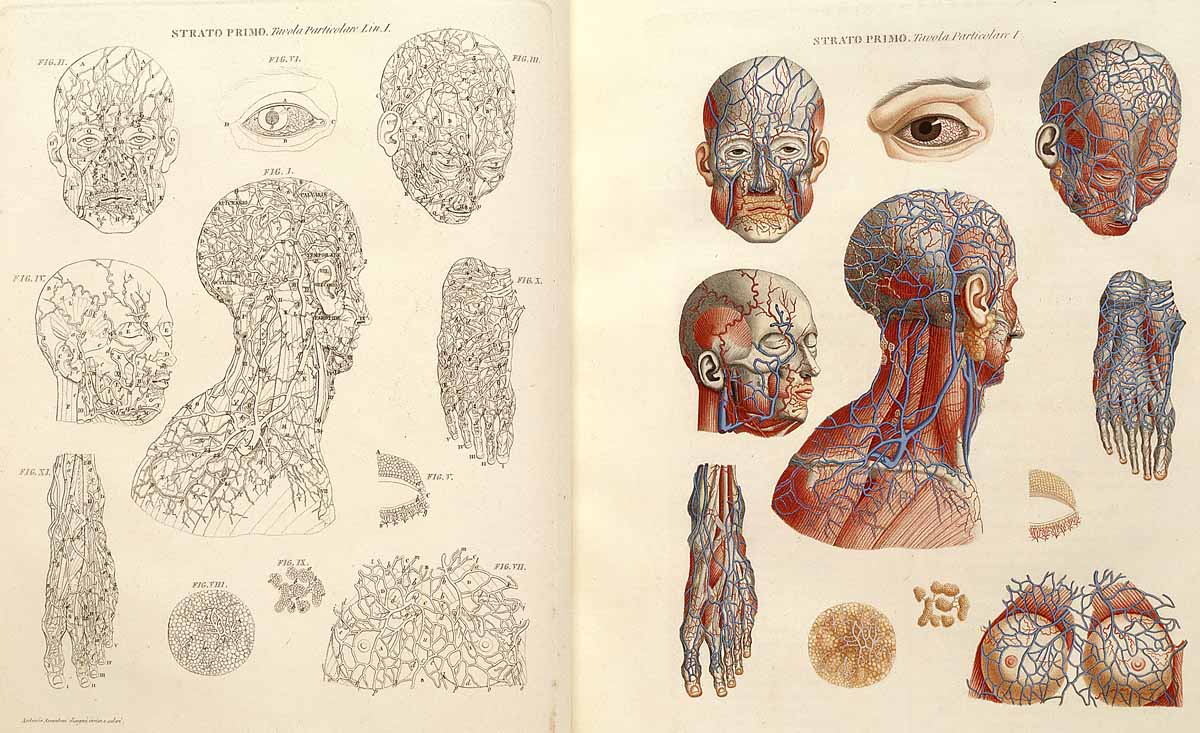 organos-corporales-anatomia-para-artistas-024.jpg