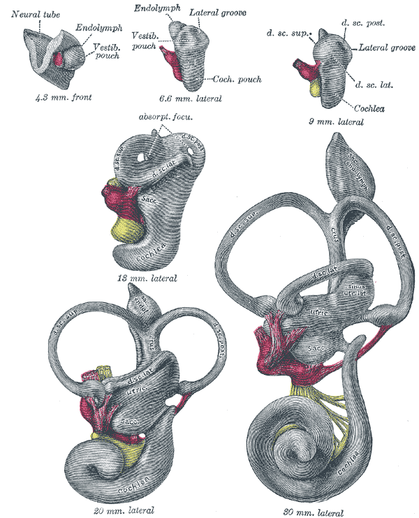 organos-corporales-anatomia-para-artistas-025.gif