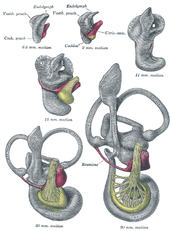 organos-corporales-anatomia-para-artistas-026.gif