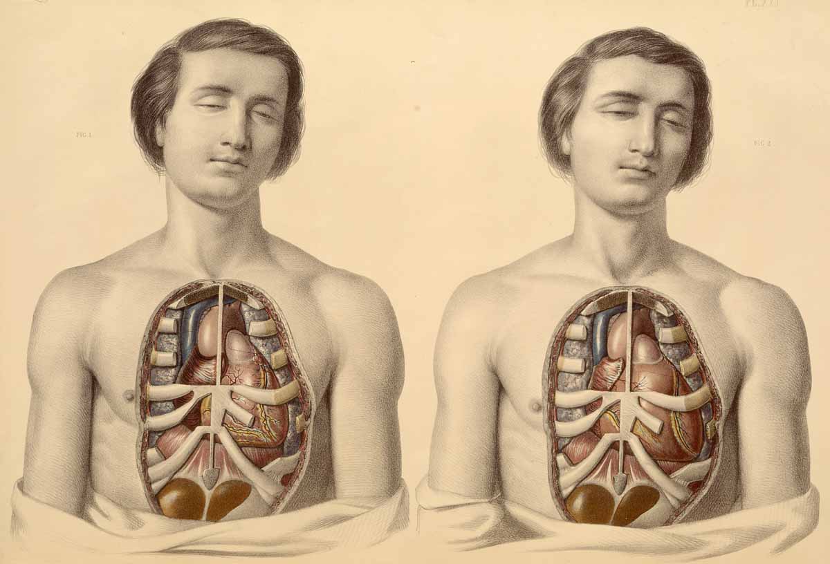 organos-corporales-anatomia-para-artistas-027.jpg