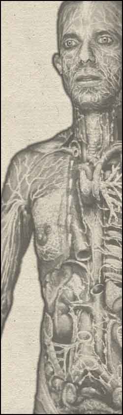 organos-corporales-anatomia-para-artistas-031.jpg