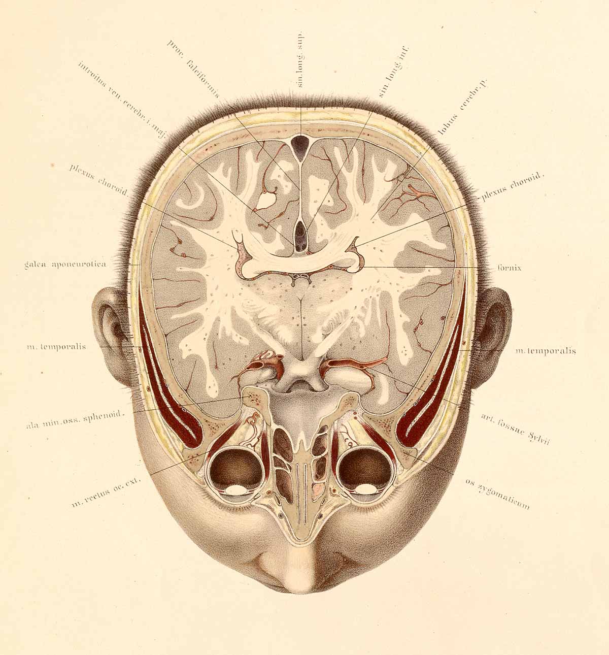 organos-corporales-anatomia-para-artistas-033.jpg