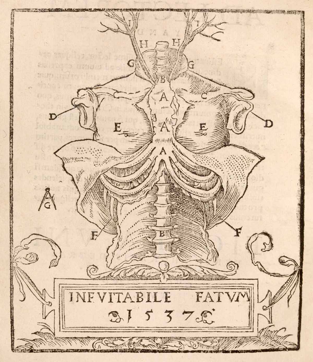 organos-corporales-anatomia-para-artistas-034.jpg