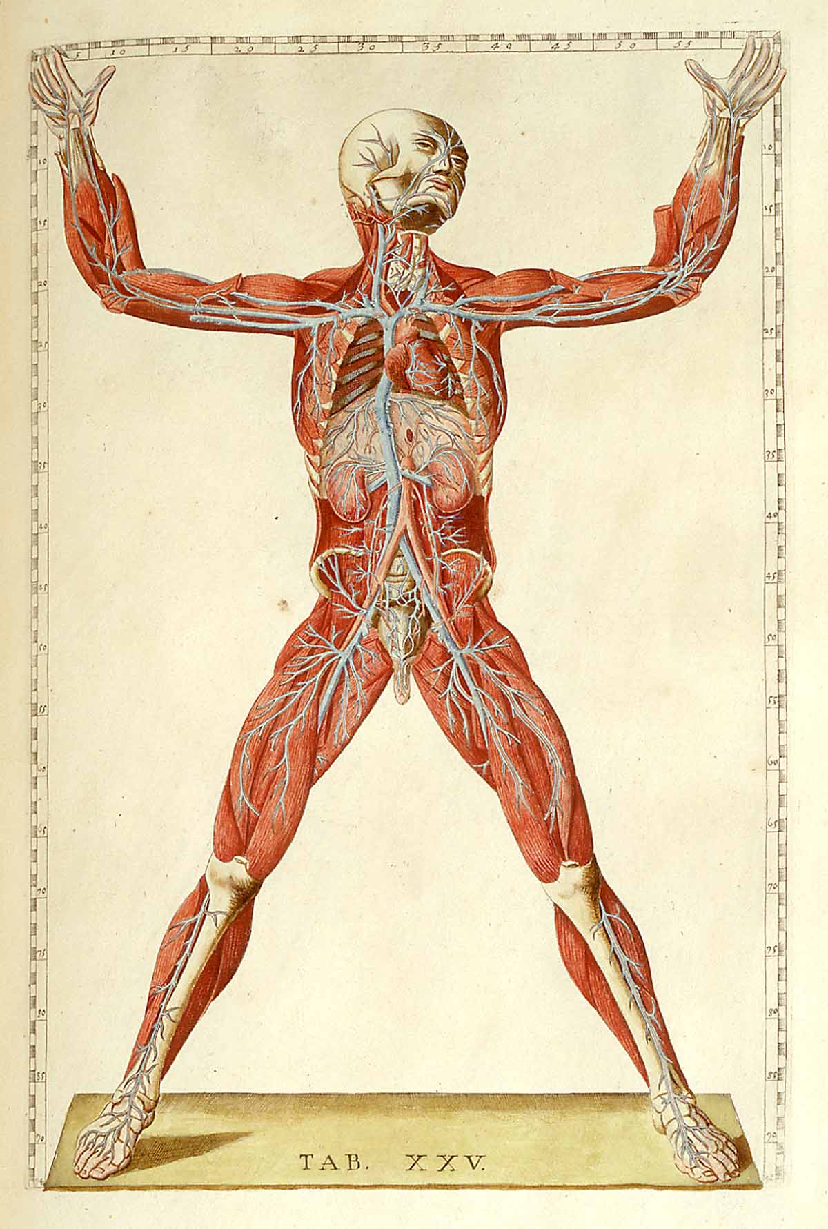 organos-corporales-anatomia-para-artistas-036.jpg