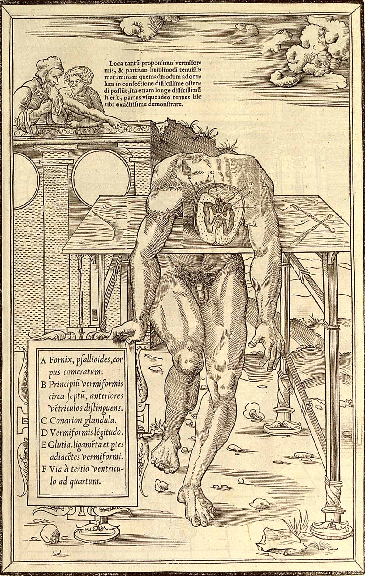 organos-corporales-anatomia-para-artistas-037.jpg