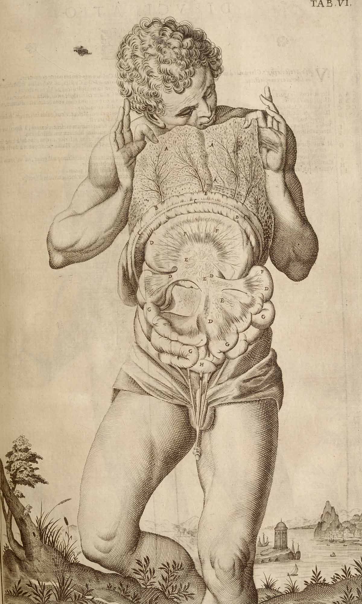organos-corporales-anatomia-para-artistas-038.jpg