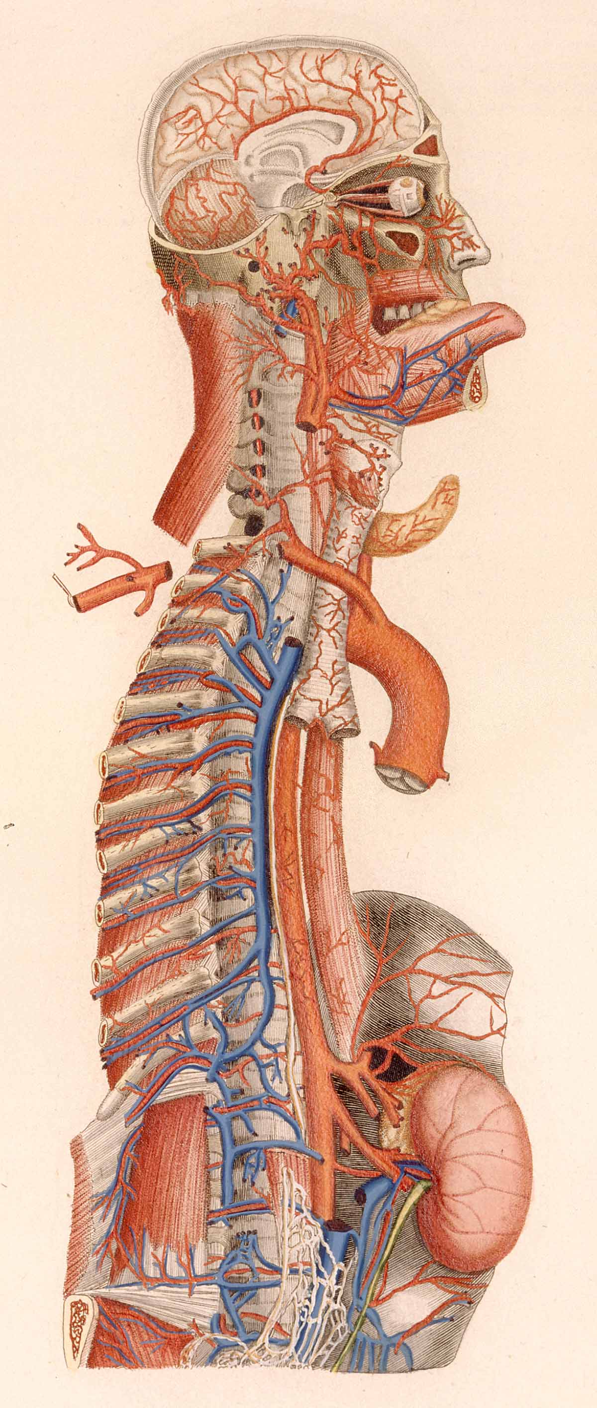 organos-corporales-anatomia-para-artistas-039.jpg