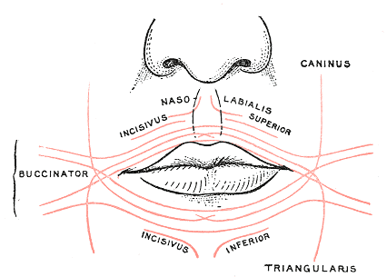 miscelanea-anatomia-para-artistas-003.gif