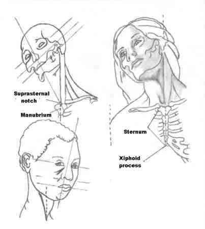 miscelanea-anatomia-para-artistas-010.jpg