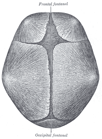 miscelanea-anatomia-para-artistas-011.gif