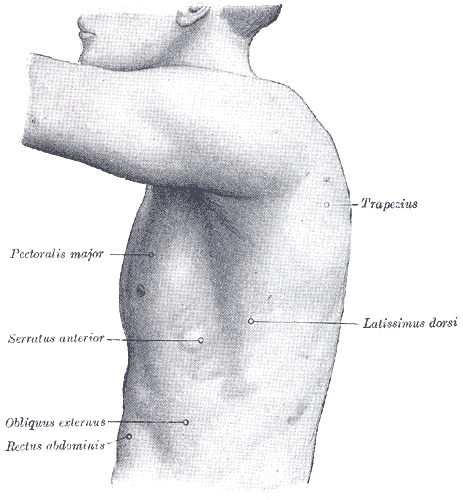 miscelanea-anatomia-para-artistas-013.gif