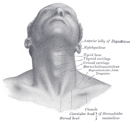 miscelanea-anatomia-para-artistas-014.gif