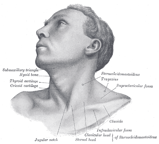 miscelanea-anatomia-para-artistas-015.gif