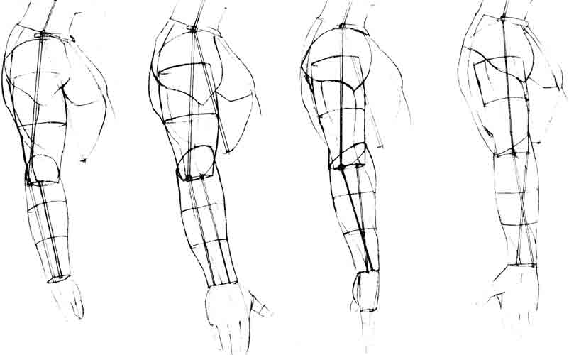 miscelanea-anatomia-para-artistas-016.jpg