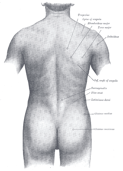 miscelanea-anatomia-para-artistas-020.gif