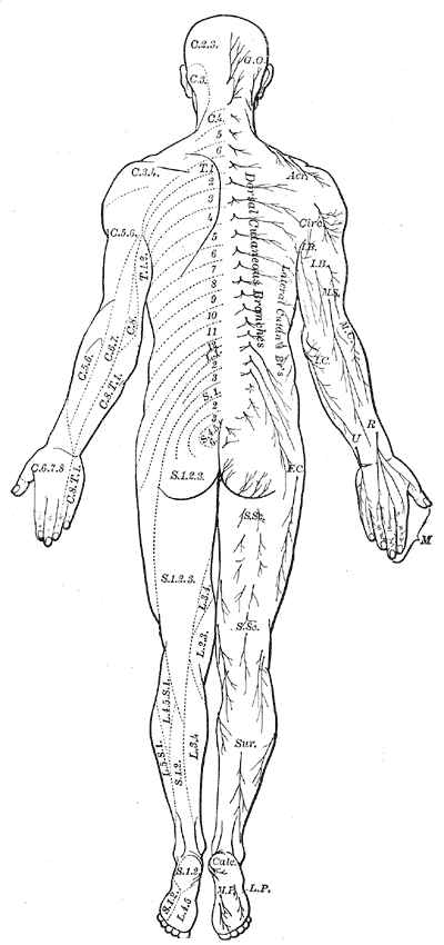 miscelanea-anatomia-para-artistas-023.gif