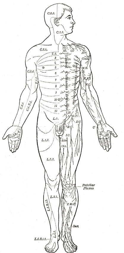 miscelanea-anatomia-para-artistas-024.gif