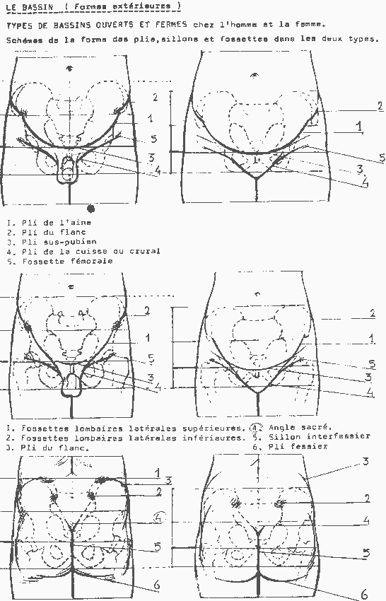 miscelanea-anatomia-para-artistas-025.gif