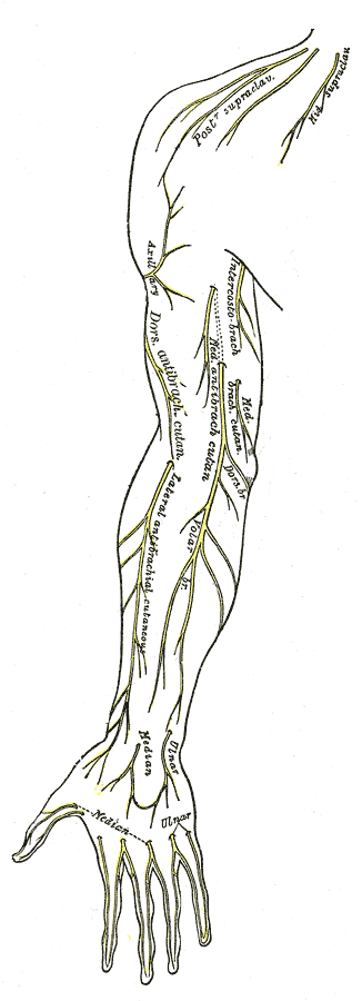 miscelanea-anatomia-para-artistas-027.gif