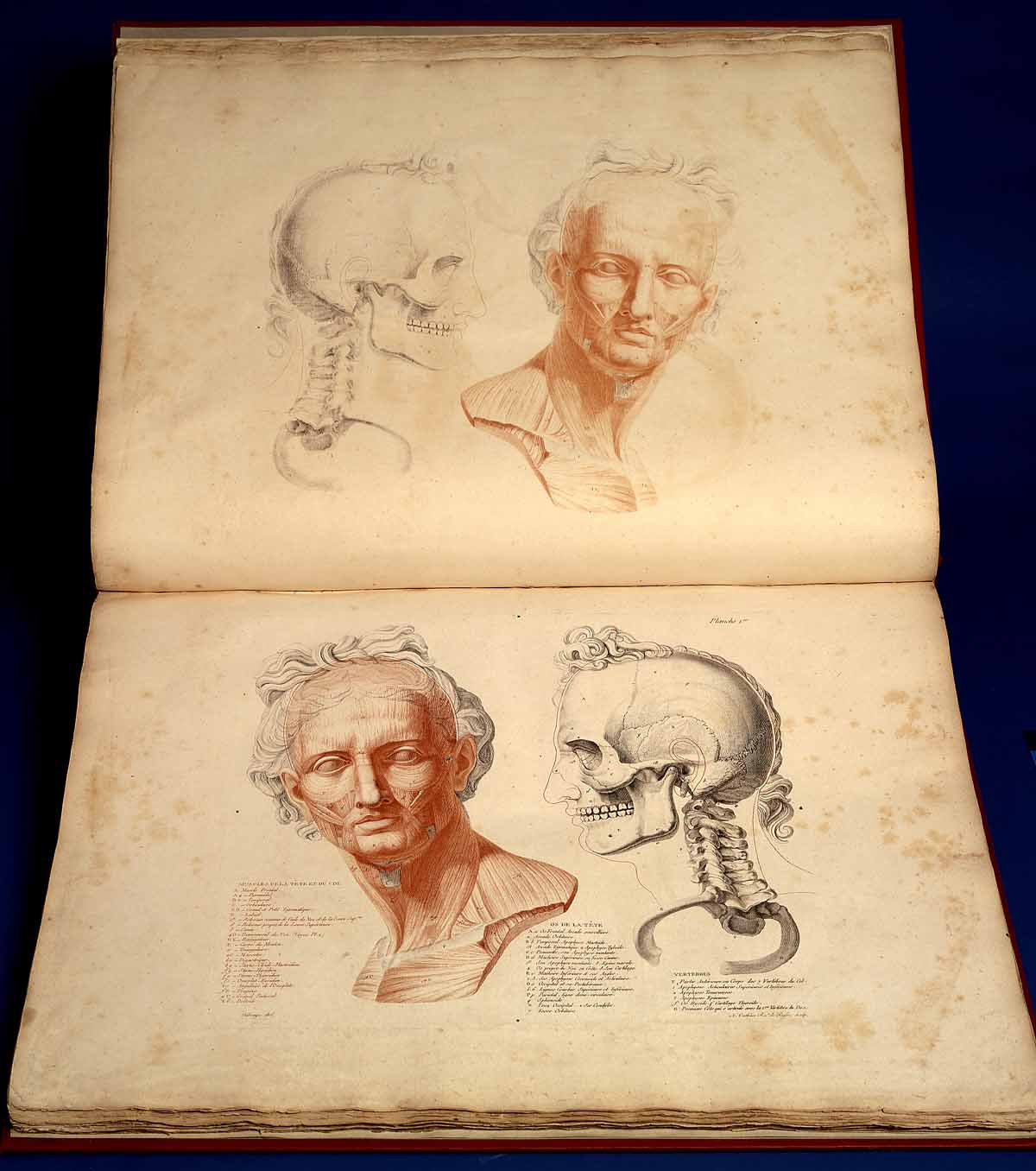 miscelanea-anatomia-para-artistas-030.jpg