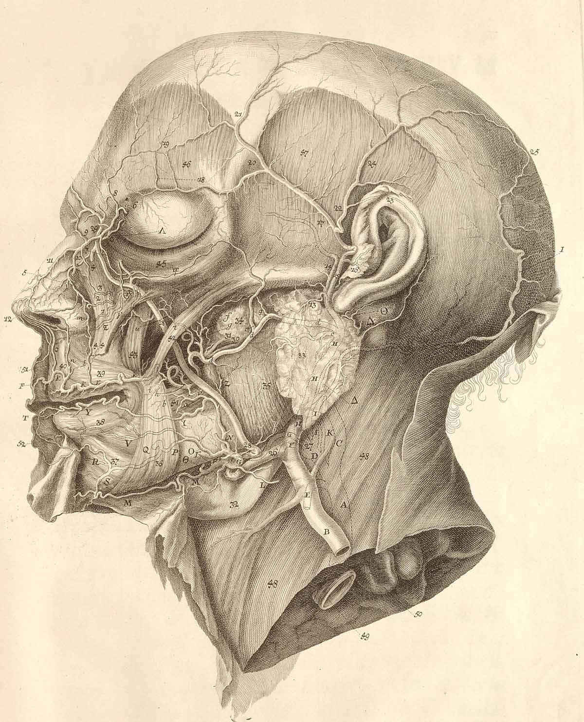 miscelanea-anatomia-para-artistas-031.jpg
