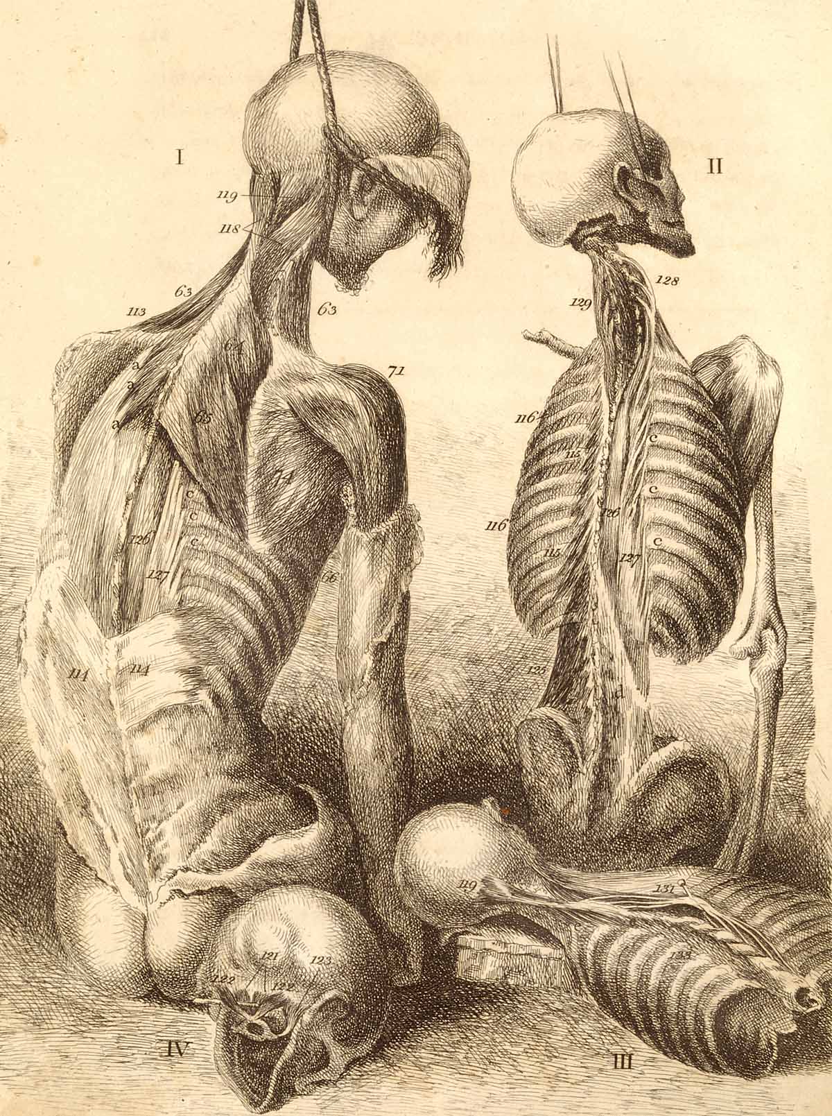 miscelanea-anatomia-para-artistas-036.jpg