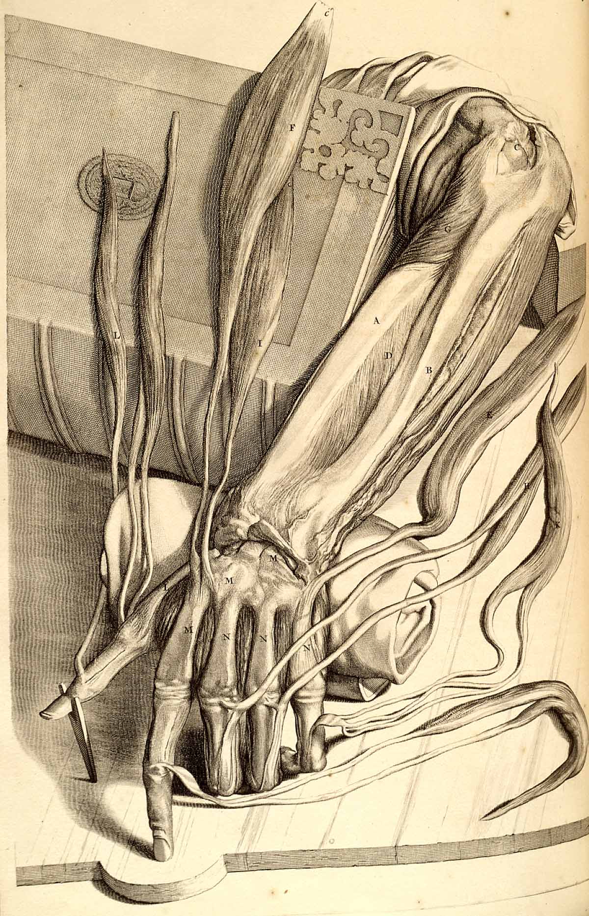 miscelanea-anatomia-para-artistas-043.jpg