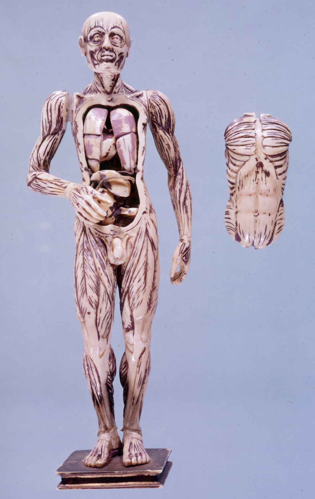 miscelanea-anatomia-para-artistas-044.jpg