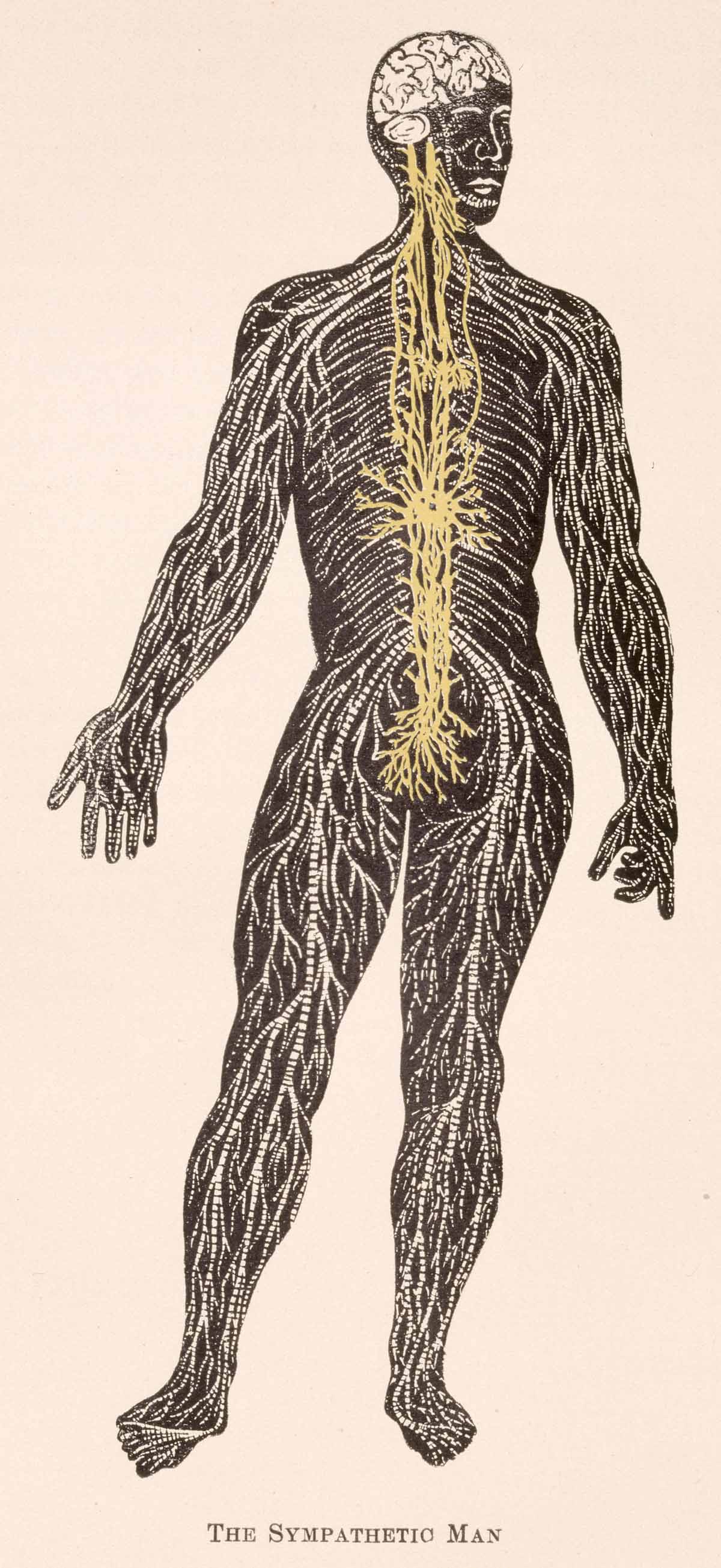 miscelanea-anatomia-para-artistas-046.jpg