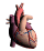 organos-cuerpo-miembros-corporales-009.gif