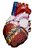 organos-cuerpo-miembros-corporales-015.gif