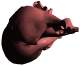 organos-cuerpo-miembros-corporales-020.gif