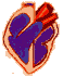 organos-cuerpo-miembros-corporales-022.gif