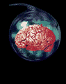 organos-cuerpo-miembros-corporales-028.gif