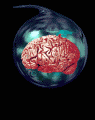 organos-cuerpo-miembros-corporales-029.gif