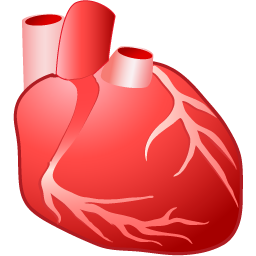 organos-cuerpo-miembros-corporales-033.png