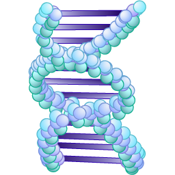 organos-cuerpo-miembros-corporales-034.png