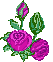 ramos-de-rosas-002.gif
