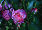 ramos-de-rosas-006.gif