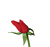 flores-rosas-022.gif