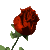flores-rosas-027.gif